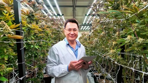 Zoom out scientist in white lab coat using a tablet to monitor cannabis plant. Stock Footage 304954950