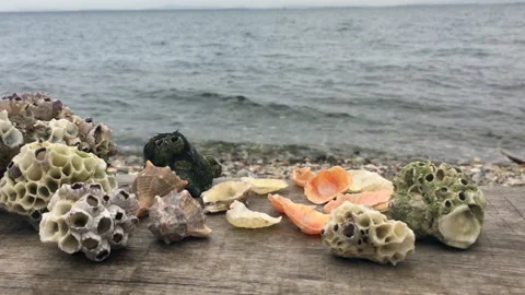 Zoom out seashells on the beach Stock Footage 239828832