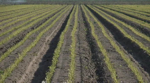 Zoom out seedlings wind Stock-Footage 652428