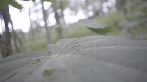 Zoom out shoot foliage Stock Footage 270339368