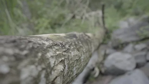 Zoom out shoot on the wood Stock Footage 270942384