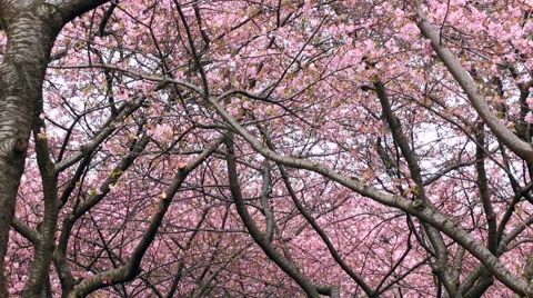 Zoom out shot from blooming cherry blossoms. Stock Footage 61491860