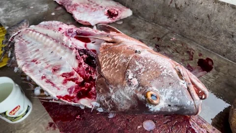 Zoom-out shot from the eye of a red snapper fish revealing a freshly filleted Stock Footage 340877061