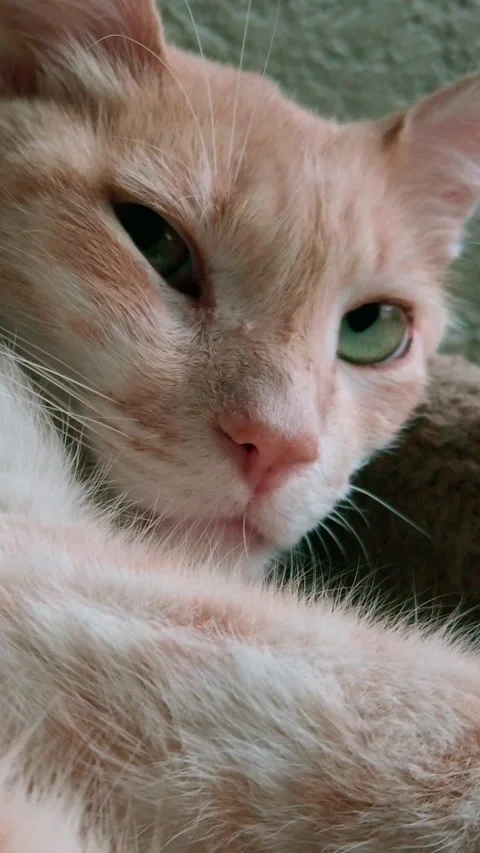 Zoom out shot of orange tabby cat with green eyes looking toward camera indoors Vidéo 340811070