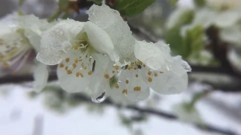 Zoom out shot of raindrops on a full blooming somei yoshino cherry blossoms Video stock 75583278