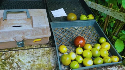Zoom out shot of a small fruit stand with fruits for sale. Farmers food Видео 275003348