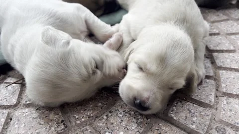Zoom out shot of Two white puppies sleep on a tiled floor on the day Video stock 323881315