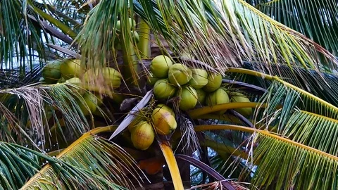 Zoom out shot of view from under the coconut trees. The coconut on coconut pa Stock Footage 81342954