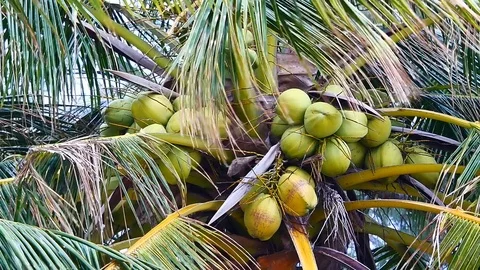 Zoom out shot of view from under the coconut trees. The coconut on coconut pa Stock Footage 81343004
