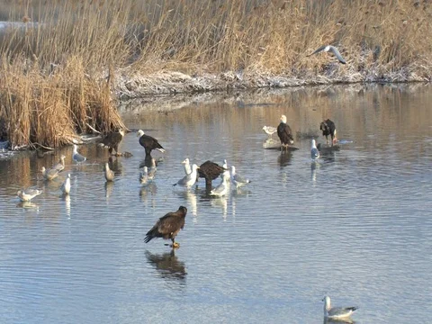 Zoom out to show numerous eagles feeding in a canal at Farmington Bay, w audio Stock Footage 124510970