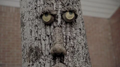 Zoom out slow motion face on tree Atlanta Georgia 4k Stock Footage 260424247