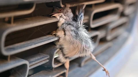 Zoom out of  Small bird dead and stuck the car front bumper Stock Footage 163373249