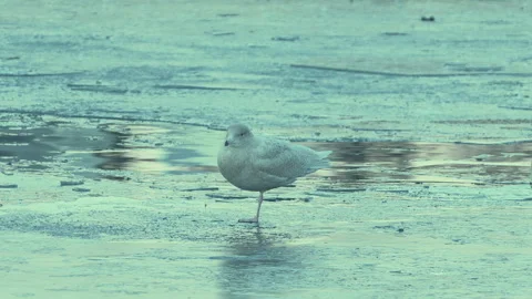 Zoom Out from Small Bird on One Leg to Swans and Ducks on Frozen Lake Stock Footage 328951917