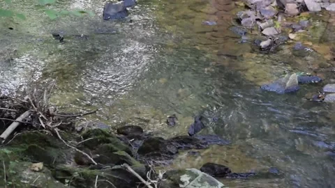 ZOOM OUT ON A SMALL STREAM IN THE WOODS Vídeo Stock 132455227