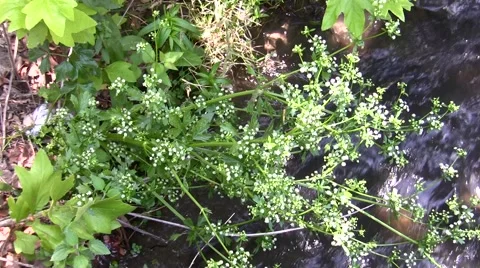Zoom out small white flowers over rushing water stream V05729 Stock Footage 47859596