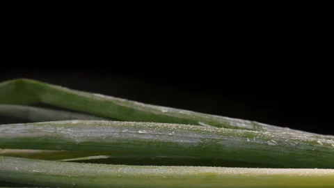 Zoom out of spring onion on black background Stock Footage 277782913