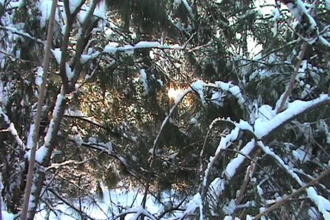 Zoom Out from Sun in Pine Needles Stock Footage 1067934