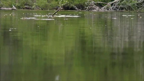 Zoom out from surface of Water pond Stock Footage 74674252