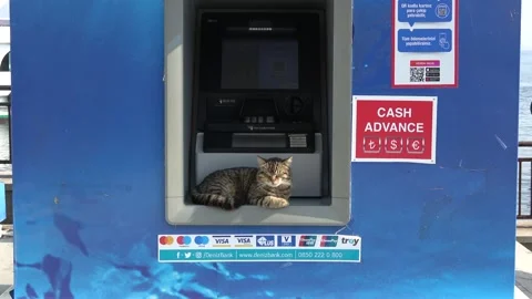 Zoom out Tabby cat sleeping inside an ATM machine on Heybeliada island 스톡 동영상 342923478
