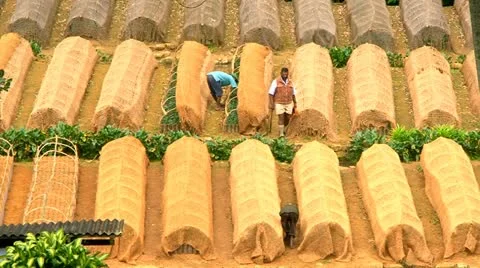 Zoom Out Of Tea Nursery In Estate Stock Footage