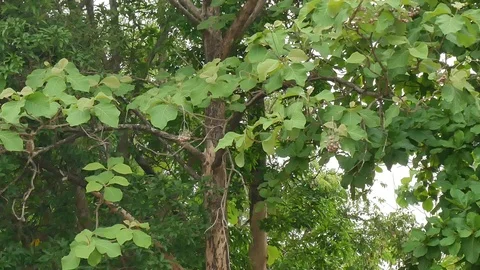 Zoom out on teak trees. Stock Footage 105857679
