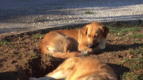 Zoom out Three mongrel dogs nodding on the ground near the road 動画素材 96413145