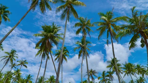 Zoom out time lapse coconut trees and moving clouds in 4K 스톡 동영상 136480275
