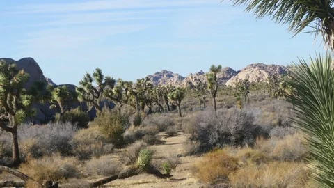 Zoom out time lapse of a field full of Joshua trees, in Joshua tree nationa.. Stock Footage 72750361