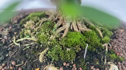 Zoom out top down view of bonsai tree with miniature branches Stock Footage 316813145