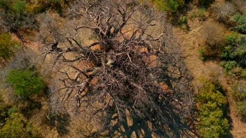 Zoom out top view of a Baobab tree and the Limpopo landscape Stock Footage 311922698