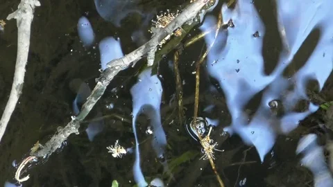 Zoom out: Tree branches touching the water of a small stream Stock Footage 76767695