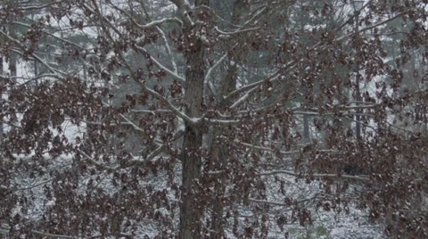 Zoom Out of Tree with Fresh Snow Video stock 34484796