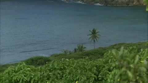 Zoom out from tree to seascape Stock Footage 22665638