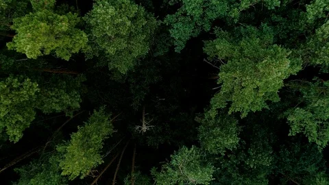 Zoom out tree tops green forest aerial wildlife Stock Footage