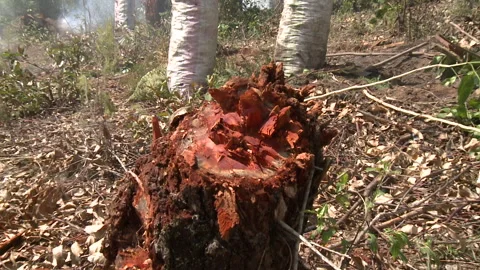 Zoom out of a tree trunk that has been destroyed Stock Footage 310540791