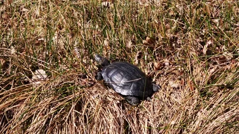 Zoom Out of the Turtle on the Ditch 動画素材 151737318