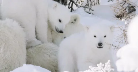 Zoom out on two Polar Bear cubs as they play on top of a sleeping sow. Vidéo 65246094