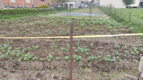 Zoom out view of a vegetable garden plot Stock Footage 342347952