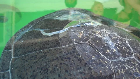 Zoom out viewing turtle after speed boat crash Stock Footage 95013610