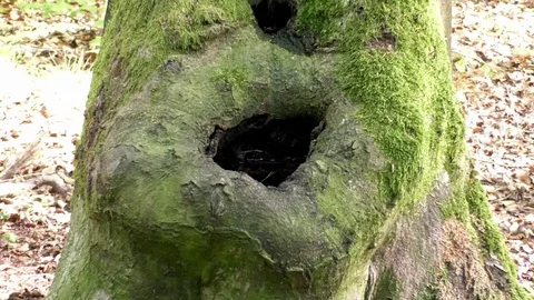 Zoom out from a water-filled tree hollow, moss-covered tree in the forest Stock Footage 76772168