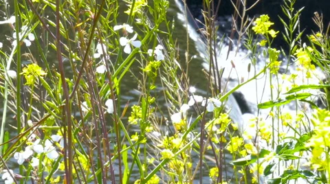 Zoom out from waterfall to blooming rape blossoms. Stock Footage 61489622