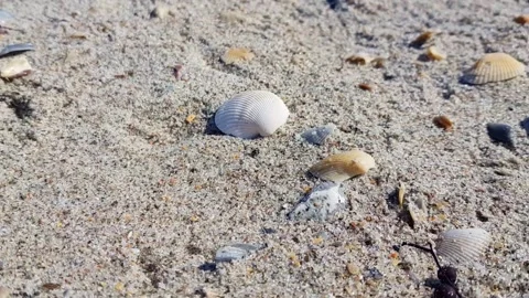 Zoom out of white shell on sandy beach daytona Florida, America. Stock Footage 145837518