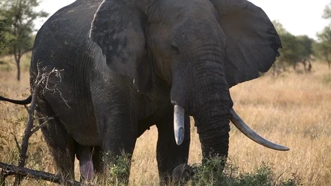 Zoom out wild elephant Stock Footage 93049349