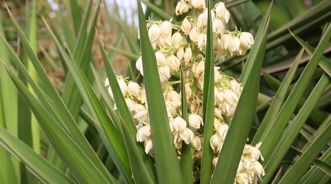 Zoom out from yucca flowering Stock Footage 64897151