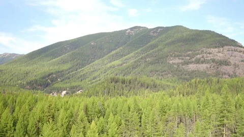 Zoom over sea of trees Stock Footage 72718880