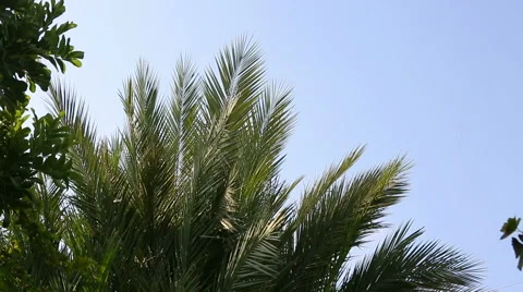 Zoom in to the palm tree Stock Footage 55592422