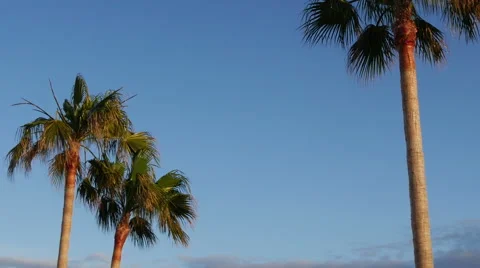 Zoom in on palm trees Stock Footage 55245600