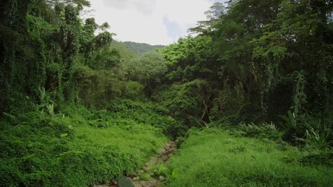 Zoom, pan from thick jungle vegetation to rocky stream bed and mountains. Stock Footage 80510154