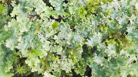 Zoom in to a patch of lichens Stock Footage 63987596