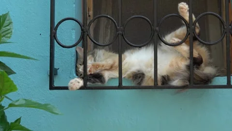 Zoom in paws of a calico cat sleeping behind a window grill Video stock 341586088